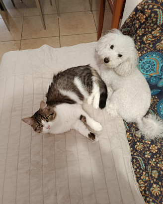 Disponibile x accoppiamento