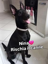 Nina cucciolona