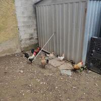 Gallinelle ornamentali rustiche