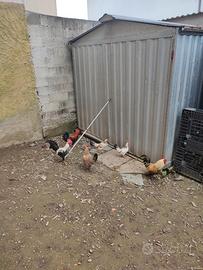 Gallinelle ornamentali rustiche