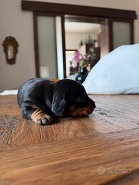 Cucciolo di bassotto