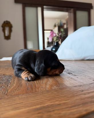 Cucciolo di bassotto