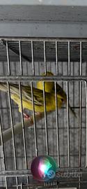 Canarini