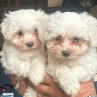 Cuccioli Di Maltese Taglia Nana 3 Mesi