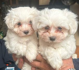Cuccioli Di Maltese Taglia Nana 3 Mesi
