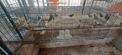 Uccelli