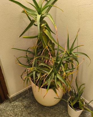Pianta aloe arborescens 