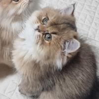 Cuccioli british longhair