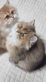 Cuccioli british longhair