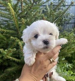 Maltese