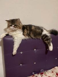 Gatto persiano