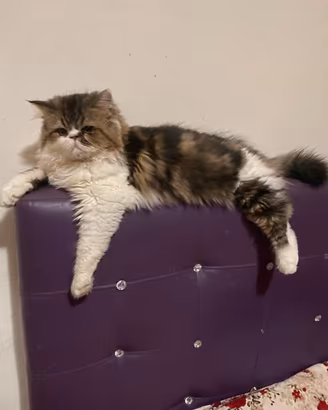 Gatto persiano