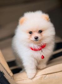 VOLPINO SPITZ di POMERANIA NANO CUCCIOLI pag rate