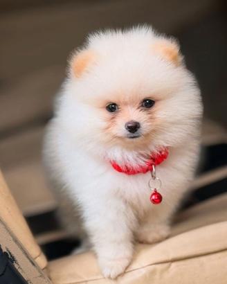 VOLPINO SPITZ di POMERANIA NANO CUCCIOLI pag rate