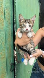 Gattini
