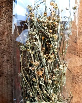 Erba alpina essiccata (genepy) – uso artistico