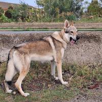 Cane lupo cecoslovacco per accoppiamento