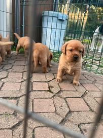 Labrador Red Fox Pedigree Enci - Animali In vendita a Milano
