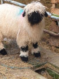 Pecore naso nero del vallese