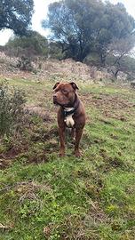 America Pitbull red nose da monta