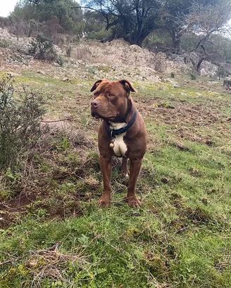 America Pitbull red nose da monta