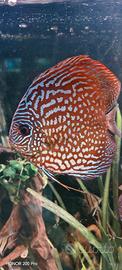 Discus Adulti