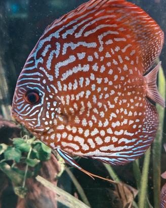 Discus Adulti