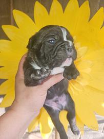 Bulldog francese bringe