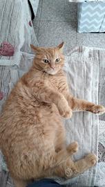 Adotto gatto (tipo europeo tigrato fulvo)