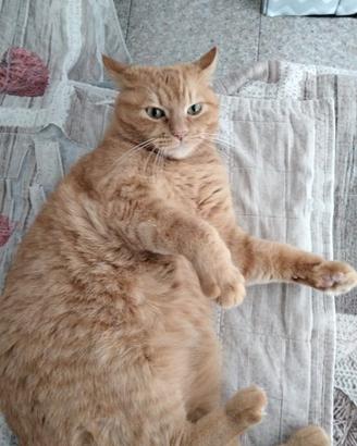 Adotto gatto (tipo europeo tigrato fulvo)