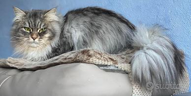 Gattini siberiani Allevamento Anfi