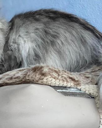 Gattini siberiani Allevamento Anfi