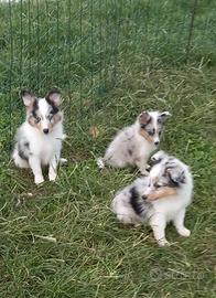 Pastore dello shetland il piccolo lassie