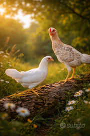 Coppia Combattenti Ibridi