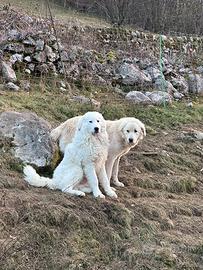 Maremmani da pastore