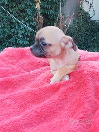 Chihuahua cuccioli