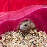 Criceto prezzo trattabile