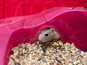 Criceto prezzo trattabile