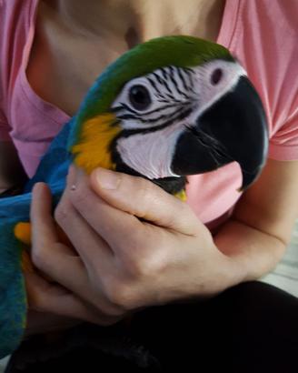 Pappagallo