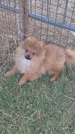 Spitz nano Tedesco