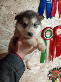Cuccioli Alaskan Malamute