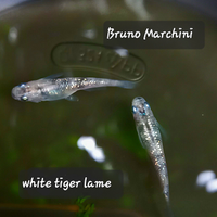 Medaka white tiger lame