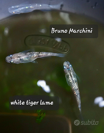 Medaka white tiger lame