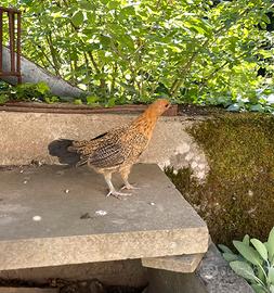 Galline francesine
