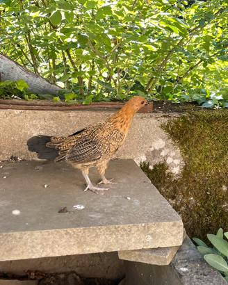 Galline francesine