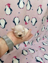 Shih Tzu cucciola bianca