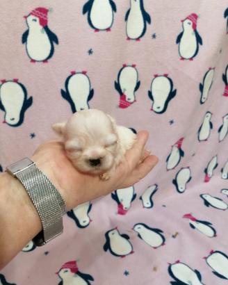 Shih Tzu cucciola bianca
