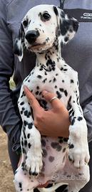 Femmina dalmata