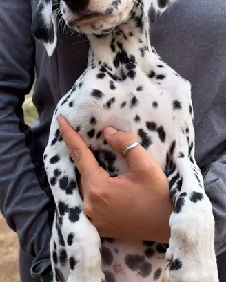 Femmina dalmata