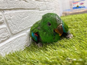 Baby Pappagallo Ecletto Roratus maschio